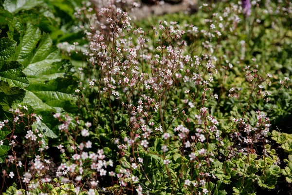 착시 프라가 urbium의 클로즈업. 녹색 잎 배경에 작은 분홍색 꽃 — 스톡 사진