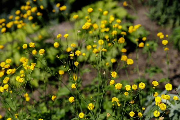 라운큘러스 아크리스 메도우 미나리, 그녀의 노란 꽃과 키가 큰 미나리 — 스톡 사진