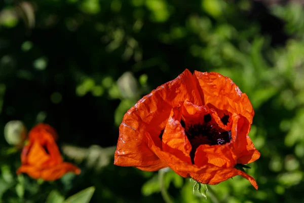 Fleur di papavero dell'Oriente dans un campo di erba — Foto Stock