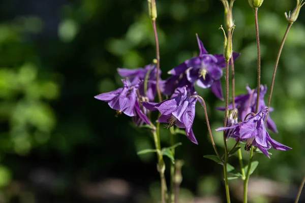 봄 정원에서 Aquilegia 보라색. 자연 배경에 aquilegia의 푸른 꽃. — 스톡 사진