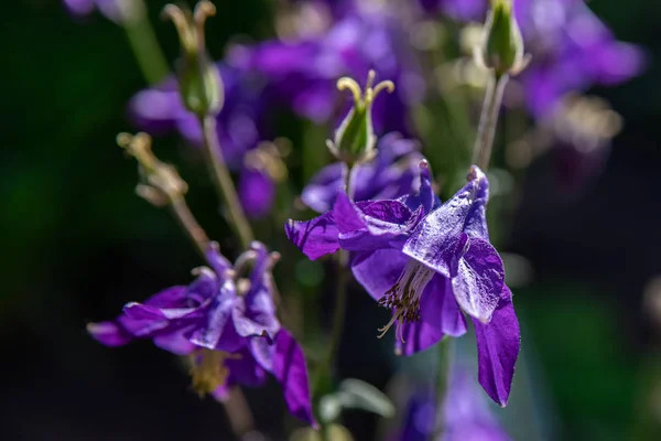 봄 정원에서 Aquilegia 보라색. 자연 배경에 aquilegia의 푸른 꽃. — 스톡 사진