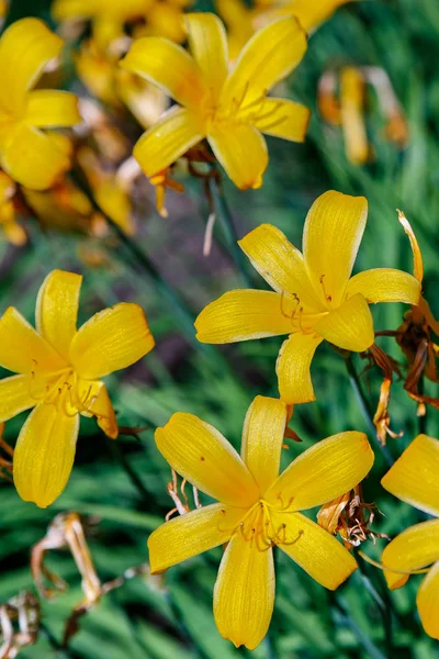 Lilium lancifolium ou Daylily est une espèce asiatique de lis, est largement planté comme un ornement en raison de ses fleurs voyantes . — Photo