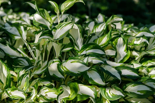 Hojas blancas variopintas de los anfitriones con rayas verdes como fondo — Foto de Stock