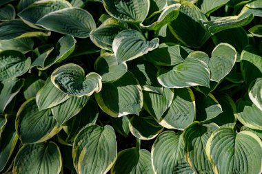 arka plan olarak ev sahiplerinin kremsi yeşil yaprakları