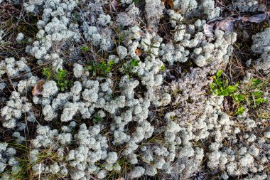 Beyaz Yosun, Arktik Liken, Reindeer Cladonia Stellaris