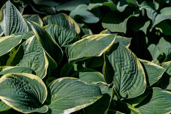 Creamy green leaves of hosts as background — Stock Photo, Image