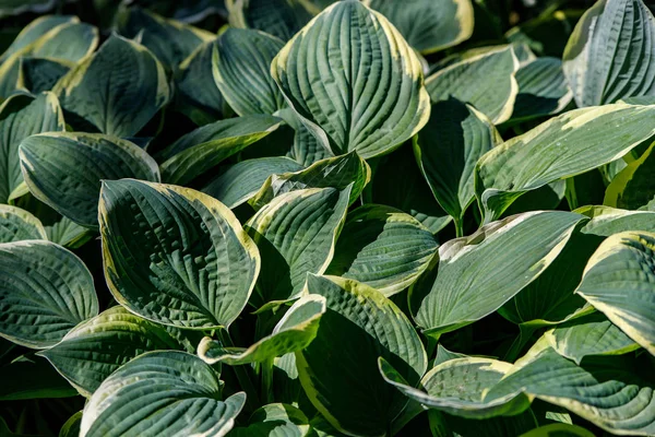 Creamy green leaves of hosts as background — Stock Photo, Image