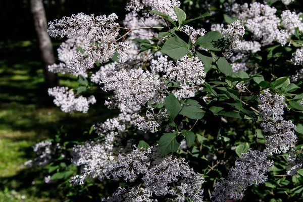 Rama floreciente de un primer plano lila blanca — Foto de Stock