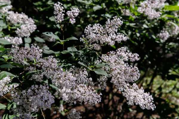 Blossoming branch of a white lilac close-up — Stock Photo, Image