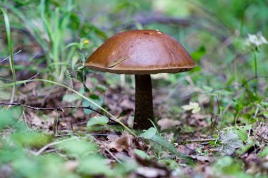 Sevimli bir huş ağrısı, leccinum uyuz, kaba saplı bale olarak bilinen mantar, ya da sonbahar ormanında porsche sapı yakın çekim.