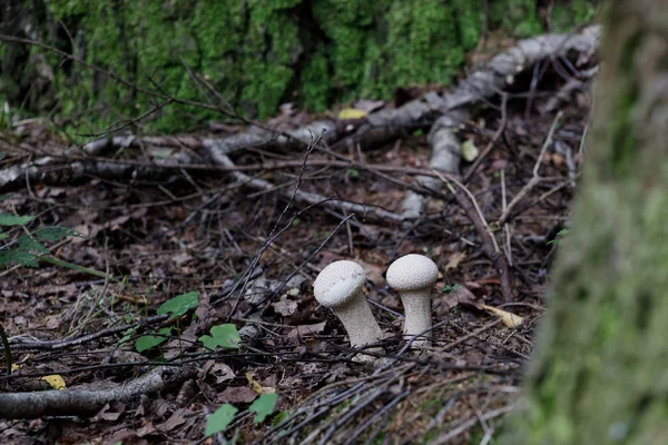 A group of young puffballs Lycoperdon perlatum. Young fruiting bodies are edible and very tasty.