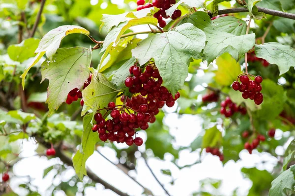 Czerwona gałąź viburnum w ogrodzie. Viburnum viburnum opulus jagody i liście na świeżym powietrzu jesienią. Kawałek czerwonych jagód viburnum na gałęzi — Zdjęcie stockowe