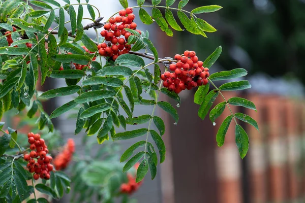 Frutas rowan vermelhas nos galhos da árvore rowan, bagas rowan maduras closeup e folhas verdes no jardim de outono — Fotografia de Stock