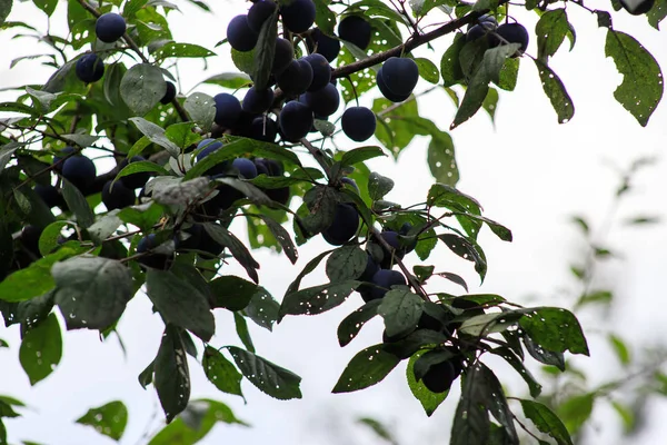Slån. Blå bär av vilda törnen på hösten. Prunus Spinoza. — Stockfoto
