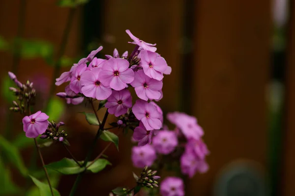 Phlox paniculata. Pink flowers in the garden. — Stock Photo, Image