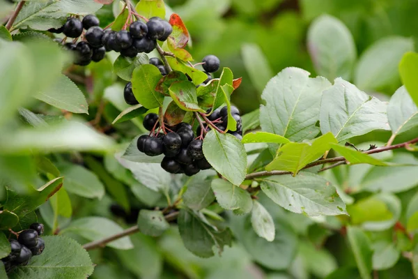 Chokeberry gyümölcse a kerti ágon. — Stock Fotó