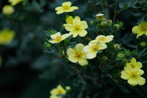 Petites fleurs jaunes dans le jardin d'automne — Photo