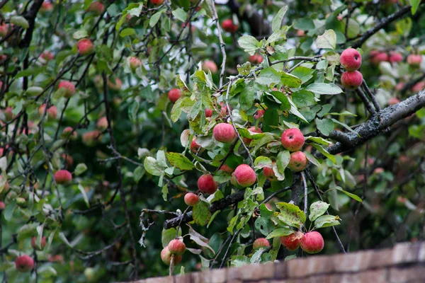 Ekologiska äpplen hängande från en trädgren, äpplen i fruktträdgården, Äppelfrukt närbild — Stockfoto