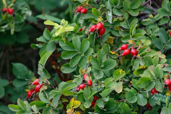 Bacche rosse di una rosa canina. Autunno, concetti di autunno — Foto Stock