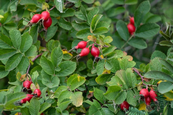 Röda bär av en nypon. Höst, höst koncept — Stockfoto