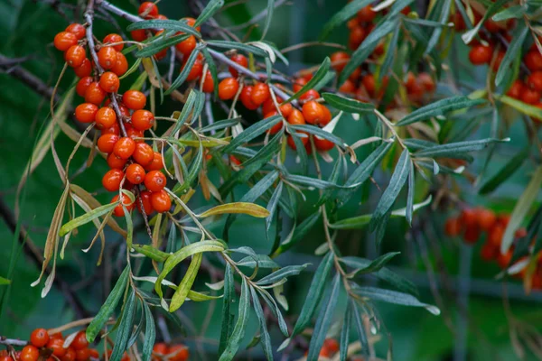 Zweig orangefarbener Sanddornbeeren — Stockfoto