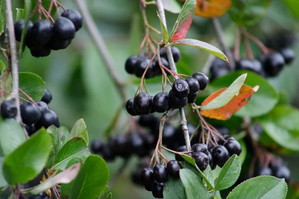 Frukter av Aronia på en filial i trädgården. — Stockfoto