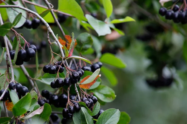 Frukter av Aronia på en filial i trädgården. — Stockfoto