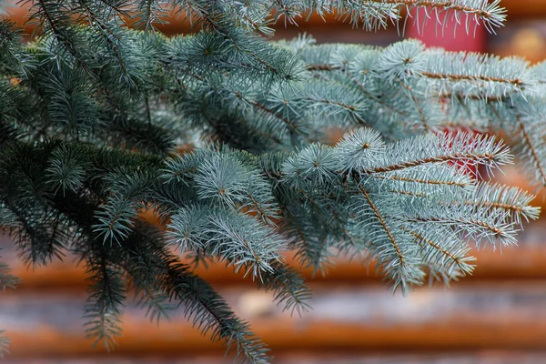 크리스마스 나무 가지의 배경. — 스톡 사진