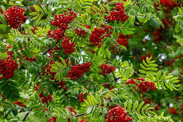 Rote Vogelbeeren auf den Ästen der Eberesche, reife Vogelbeeren in Nahaufnahme und grüne Blätter im Herbstgarten — Stockfoto