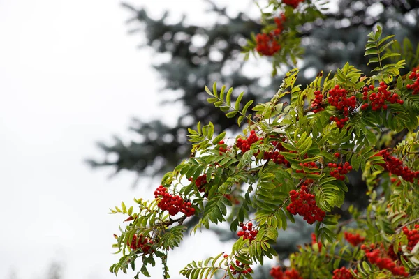 Frutas rowan vermelhas nos galhos da árvore rowan, bagas rowan maduras closeup e folhas verdes no jardim de outono — Fotografia de Stock