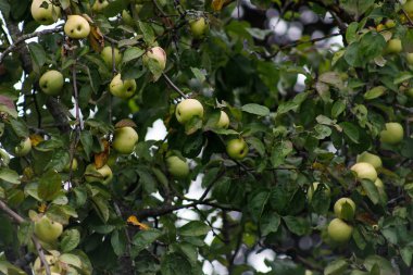Ağaç dalından sarkan organik elmalar, meyve bahçesinde elmalar, elma meyvesi yakın