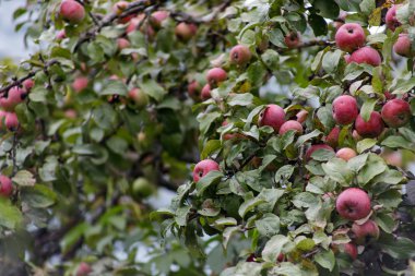 Ağaç dalından sarkan organik elmalar, meyve bahçesinde elmalar, elma meyvesi yakın