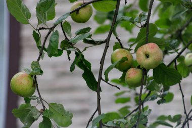 Ağaç dalından sarkan organik elmalar, meyve bahçesinde elmalar, elma meyvesi yakın