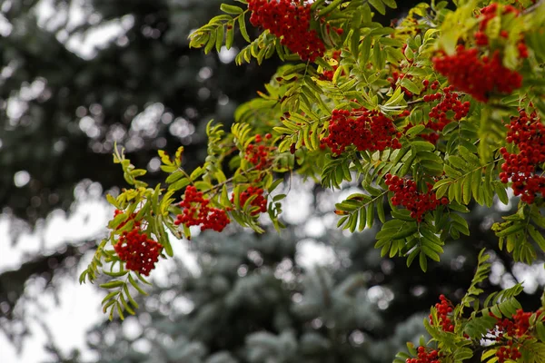 Bayas rojas de rowan en las ramas de rowan tree, bayas maduras de rowan primer plano y hojas verdes en el jardín de otoño —  Fotos de Stock