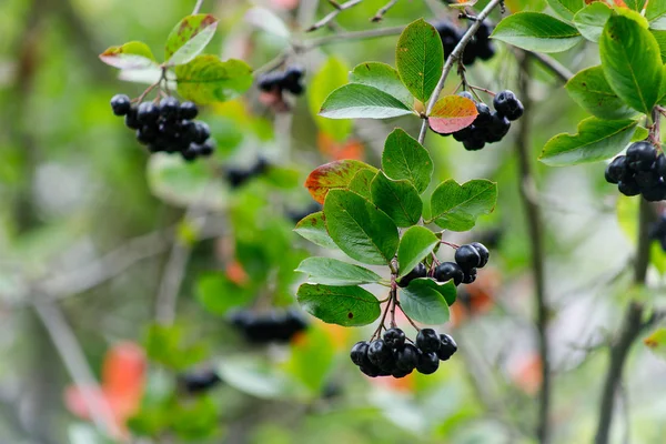 Frukter av Aronia på en filial i trädgården. — Stockfoto