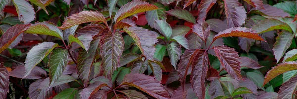 Різнокольорові листя Парфеноцису хінкефолії в жовтні — стокове фото