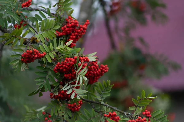 Frutas rowan vermelhas nos galhos da árvore rowan, bagas rowan maduras closeup e folhas verdes no jardim de outono — Fotografia de Stock