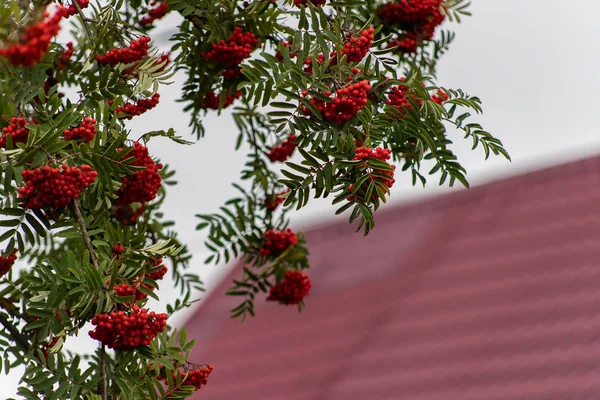 Bayas rojas de rowan en las ramas de rowan tree, bayas maduras de rowan primer plano y hojas verdes en el jardín de otoño — Foto de Stock