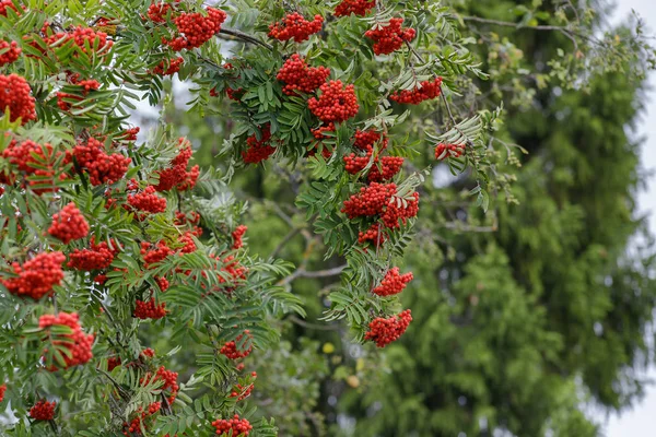 Frutas rowan vermelhas nos galhos da árvore rowan, bagas rowan maduras closeup e folhas verdes no jardim de outono — Fotografia de Stock