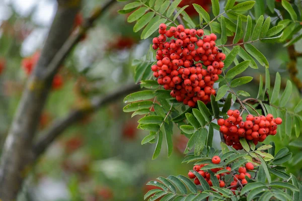 Rote Vogelbeeren auf den Ästen der Eberesche, reife Vogelbeeren in Nahaufnahme und grüne Blätter im Herbstgarten — Stockfoto