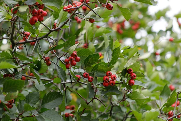 Fruta vermelha de Crataegus monogyna, conhecida como espinheiro ou espinheiro de semente única pode — Fotografia de Stock
