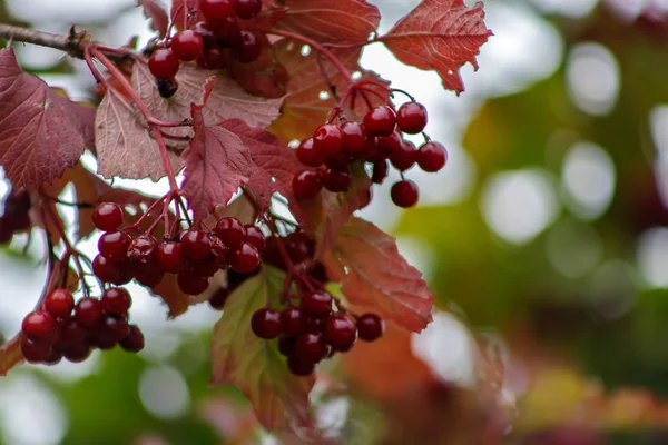 Vörös viburnum ág a kertben. Viburnum viburnum opulus bogyók és levelek szabadban ősszel. Egy rakás vörös viburnum bogyó egy ágon. — Stock Fotó