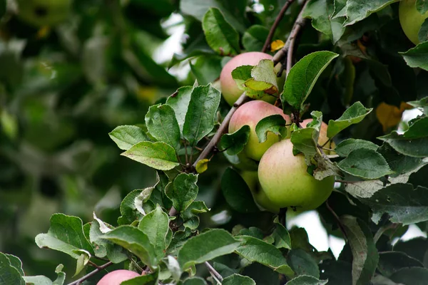 Bio-Äpfel hängen an einem Ast, Äpfel im Obstgarten, Apfelfrüchte aus nächster Nähe — Stockfoto