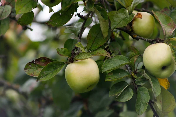 Manzanas orgánicas colgando de una rama de árbol, manzanas en el huerto, fruta de manzana de cerca — Foto de Stock