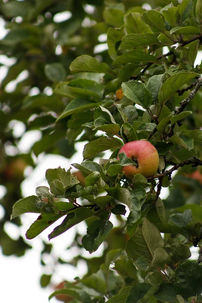 Bio-Äpfel hängen an einem Ast, Äpfel im Obstgarten, Apfelfrüchte aus nächster Nähe — Stockfoto