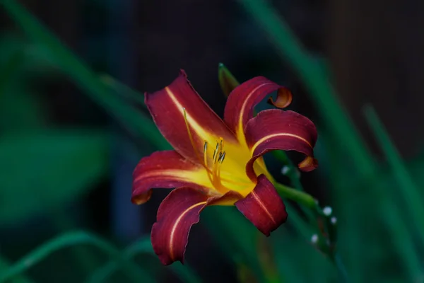 Mooie lelie bloem in de tuin. — Stockfoto