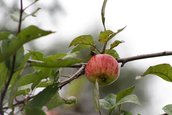 Manzanas orgánicas colgando de una rama de árbol, manzanas en el huerto, fruta de manzana de cerca — Foto de Stock