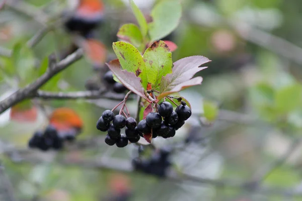 Fruits of chokeberry on a branch in the garden. — Stock Photo, Image