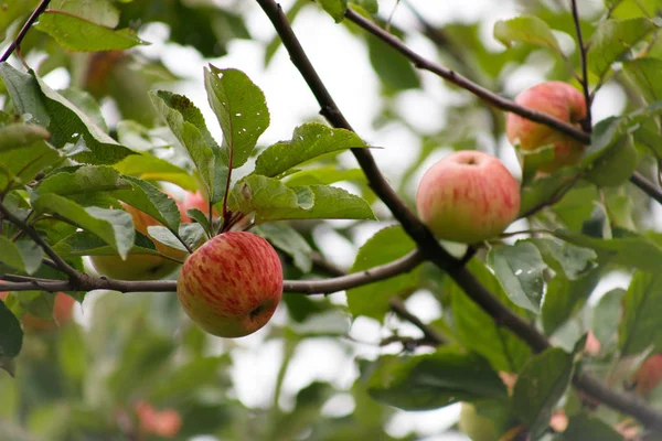 Bio-Äpfel hängen an einem Ast, Äpfel im Obstgarten, Apfelfrüchte aus nächster Nähe — Stockfoto