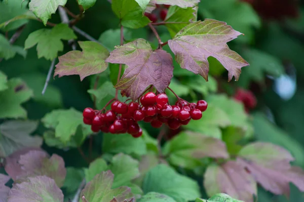 Czerwona gałąź viburnum w ogrodzie. Viburnum viburnum opulus jagody i liście na świeżym powietrzu jesienią. Kawałek czerwonych jagód viburnum na gałęzi — Zdjęcie stockowe